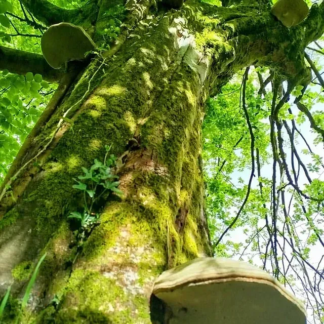 Goroldioa eta perretxikoak dituen zuhaitz bati begira