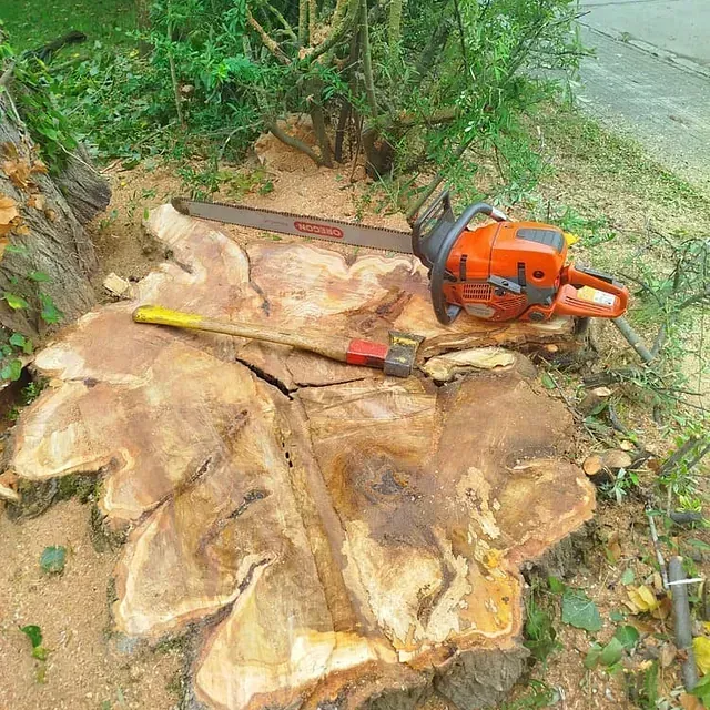 Motozerra bat zuhaitz-enbor baten gainean dago.