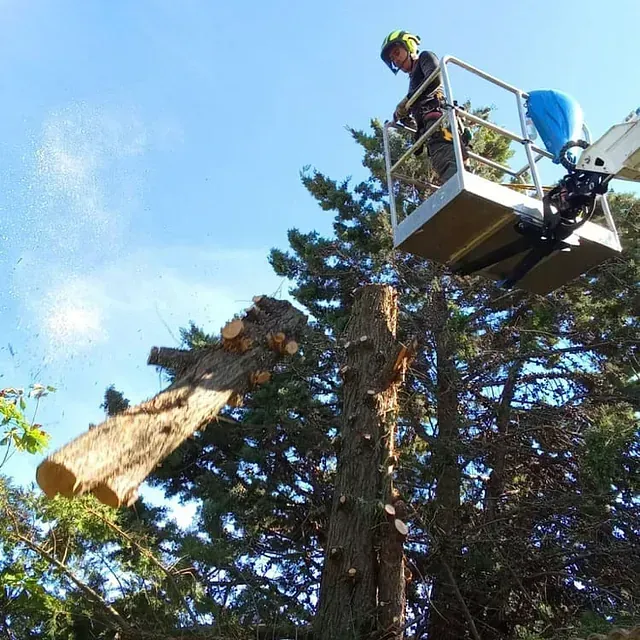 Garabi batean gizon bat zuhaitz bat mozten ari da