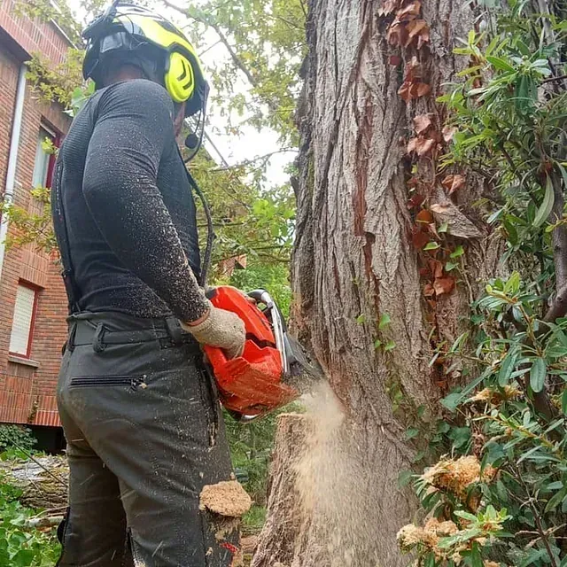 Gizon bat zuhaitz bat motozerrarekin mozten ari da.