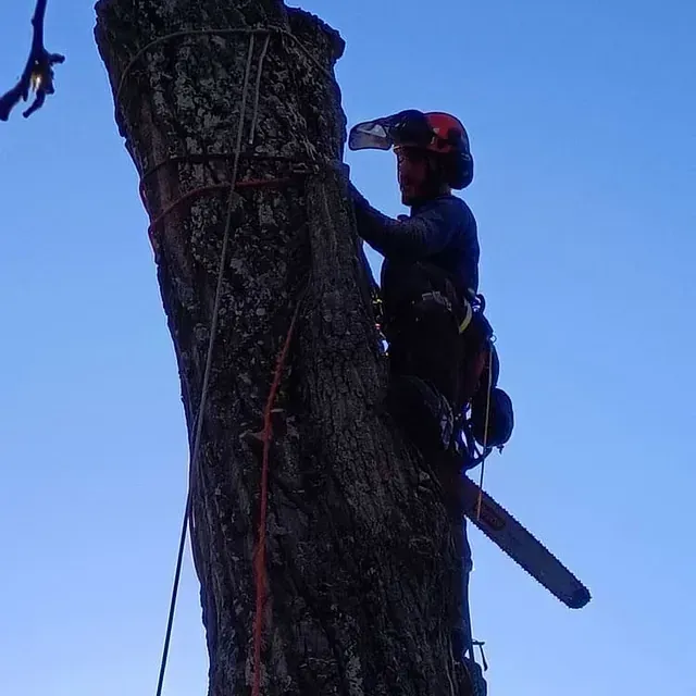 Gizon bat motozerrarekin zuhaitz batera igotzen ari da