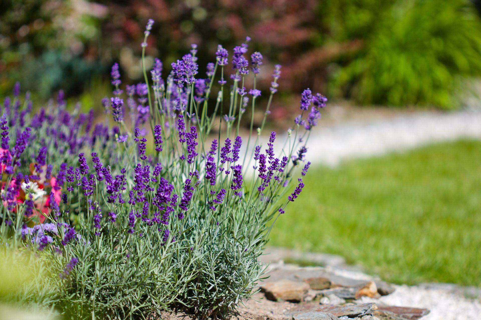 Lavande dans un jardin