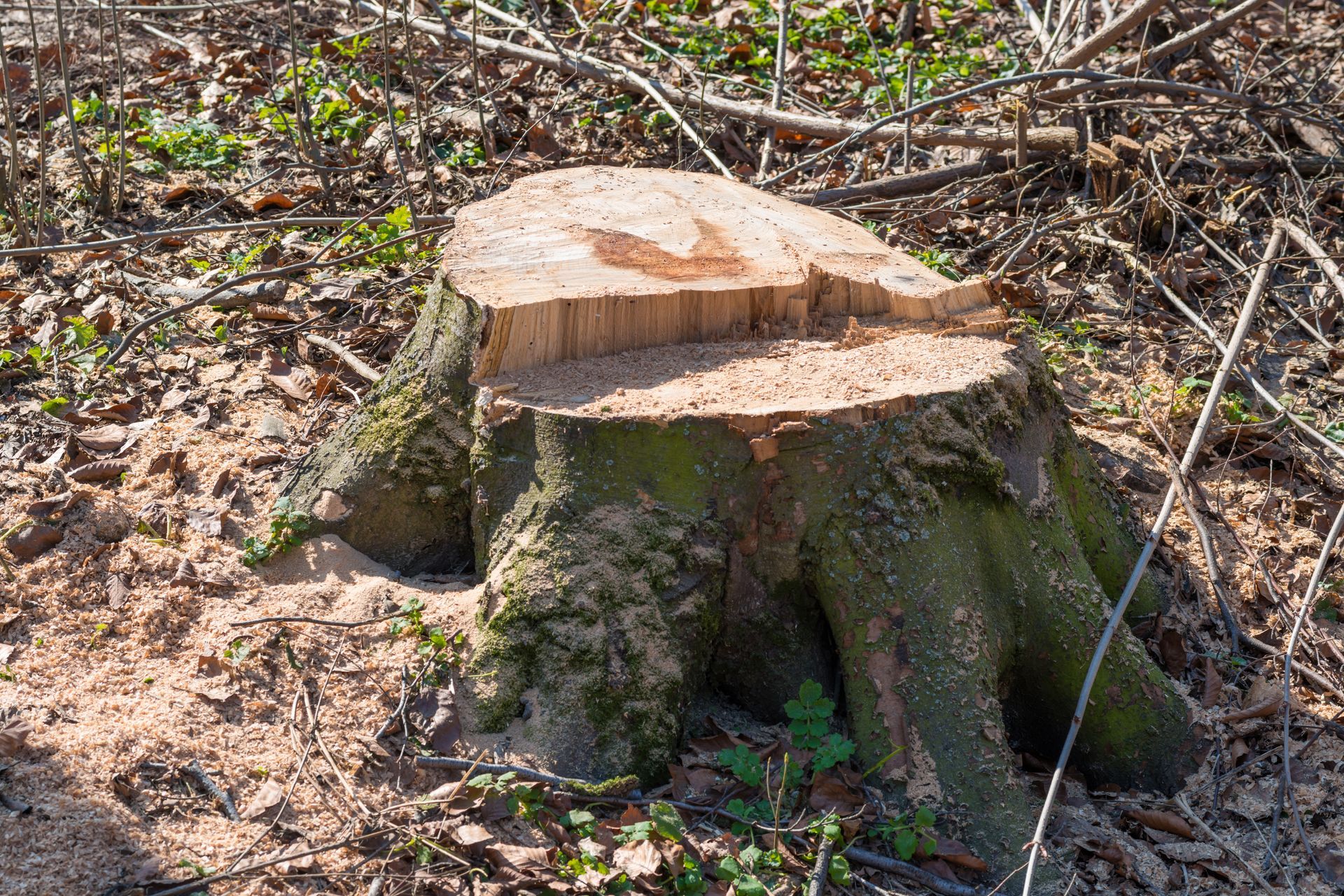 Souche d'arbre fendue en deux