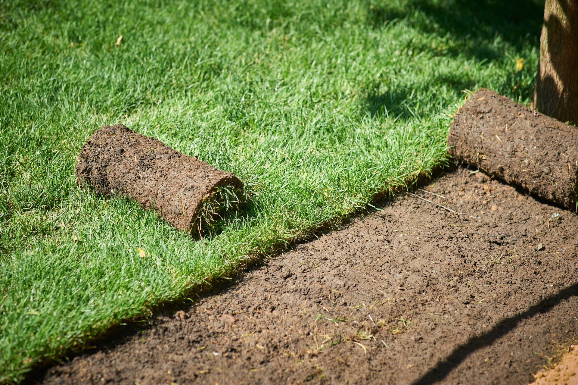 Rouleau de gazon sur un parterre de pelouse bien verte