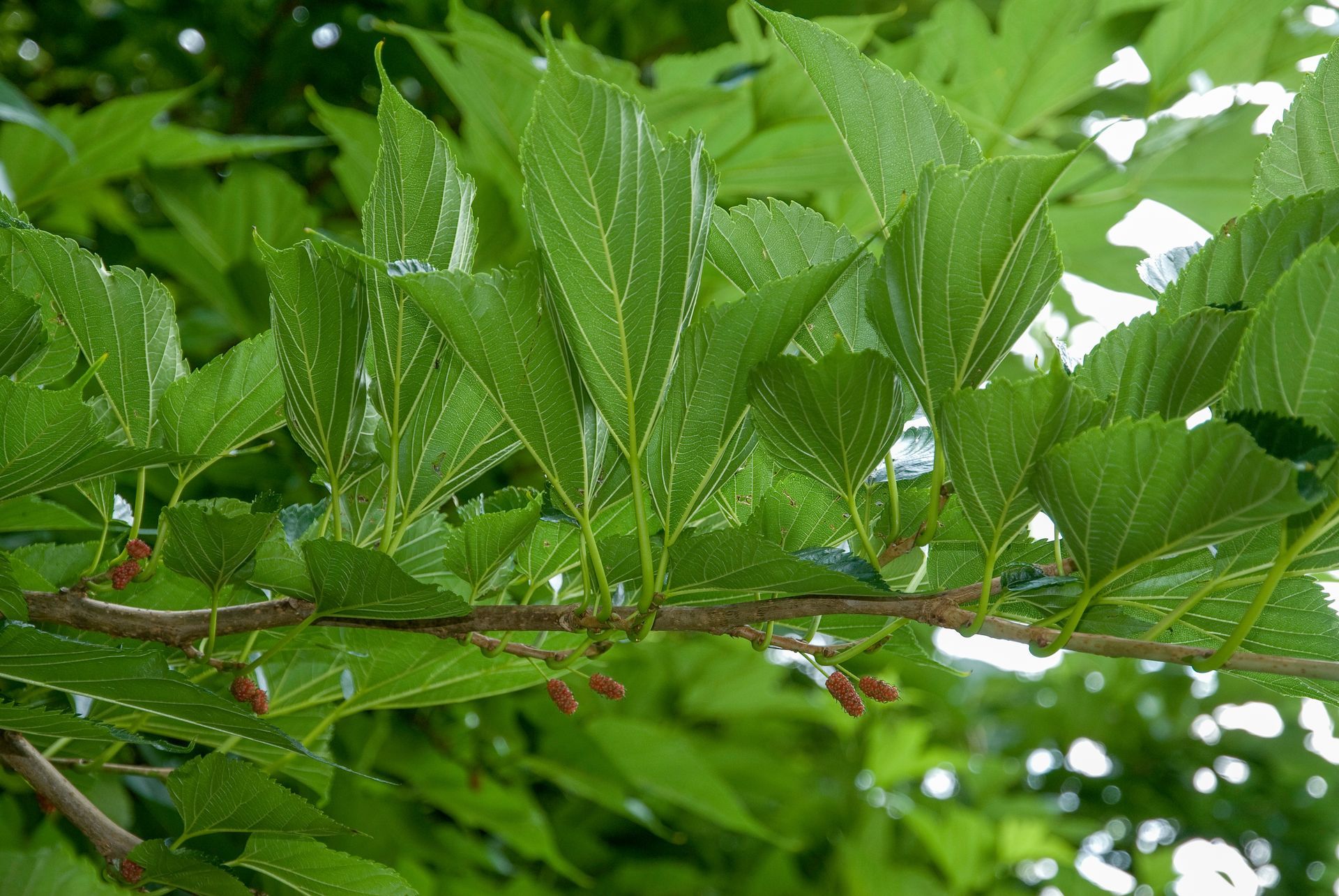 Feuilles d'un mûrier à feuilles de platane