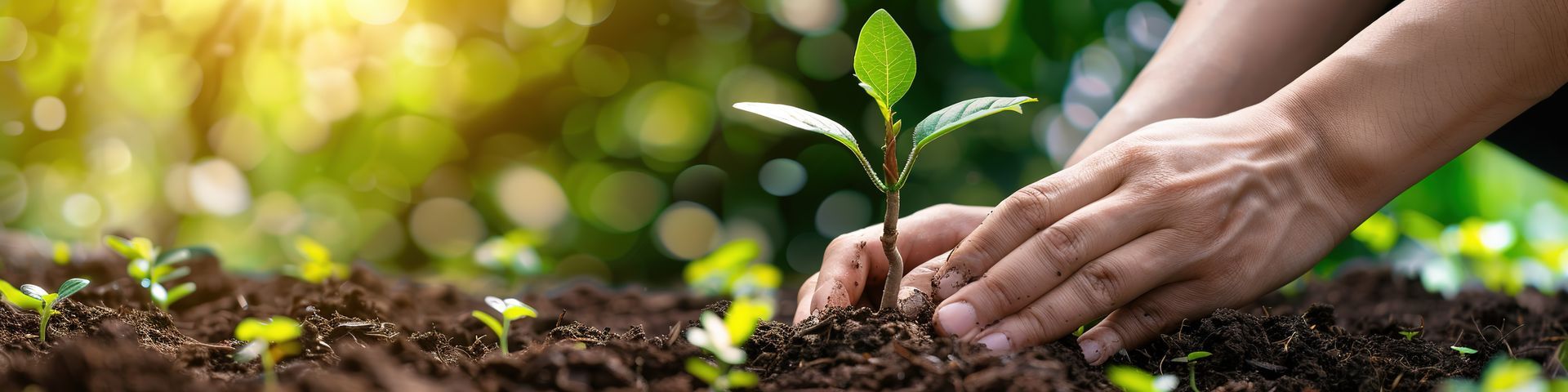 Main plantant un petit arbre
