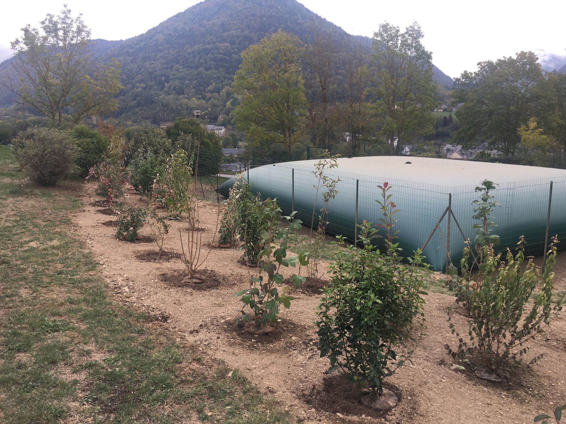 Plantation de végétaux