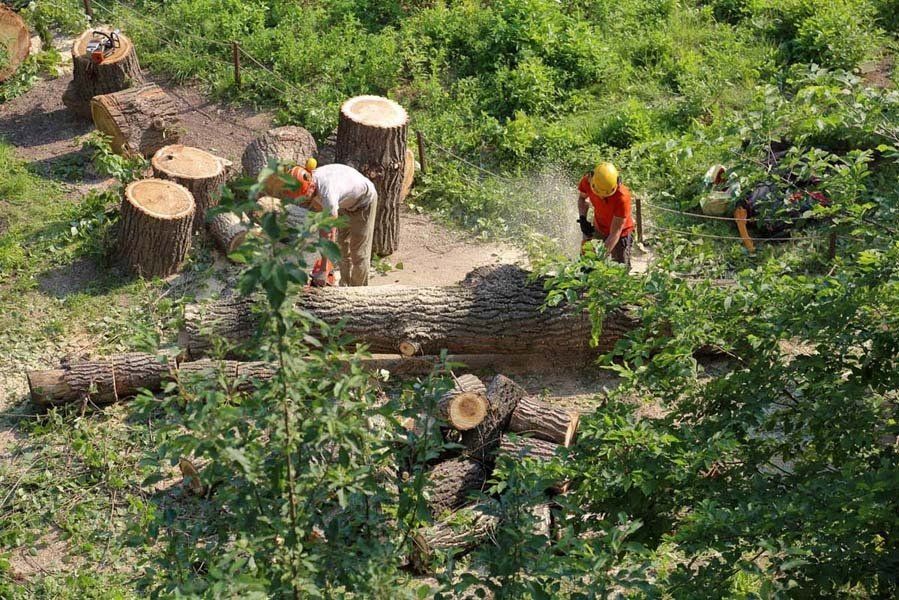 Plusieurs spécialistes coupant des arbres