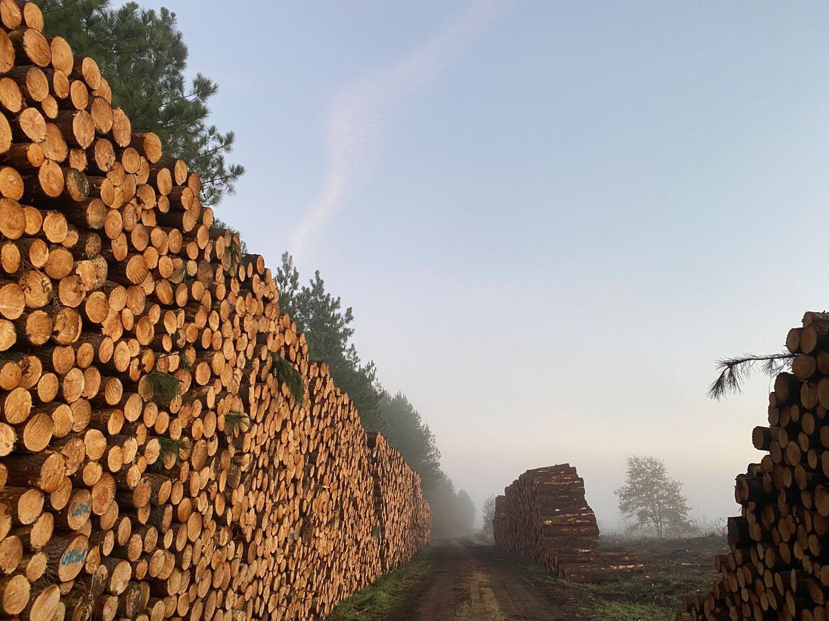 Troncs d'arbres entassés sur le bord d'une route