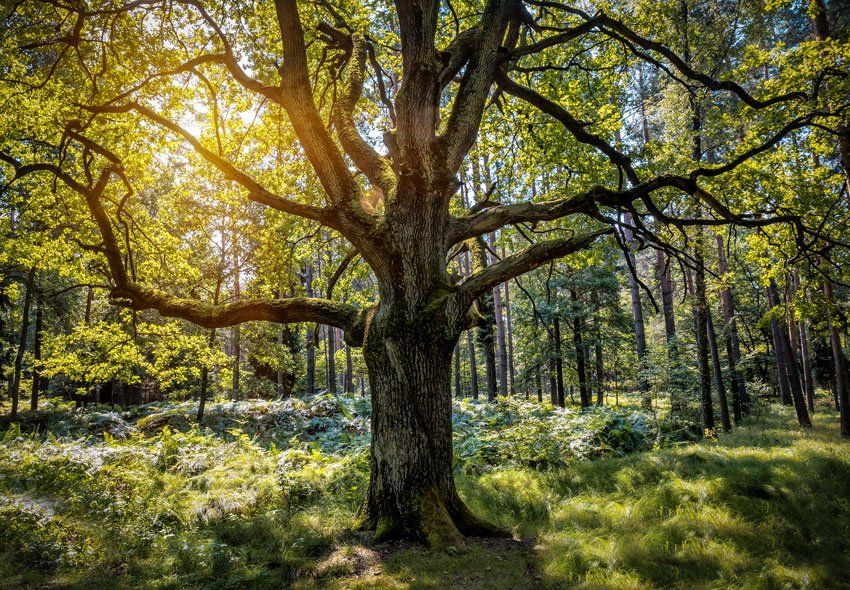 Vieux chêne dans une forêt