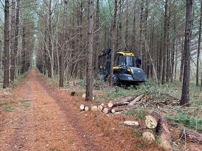 Engin abattant des arbres dans une forêt