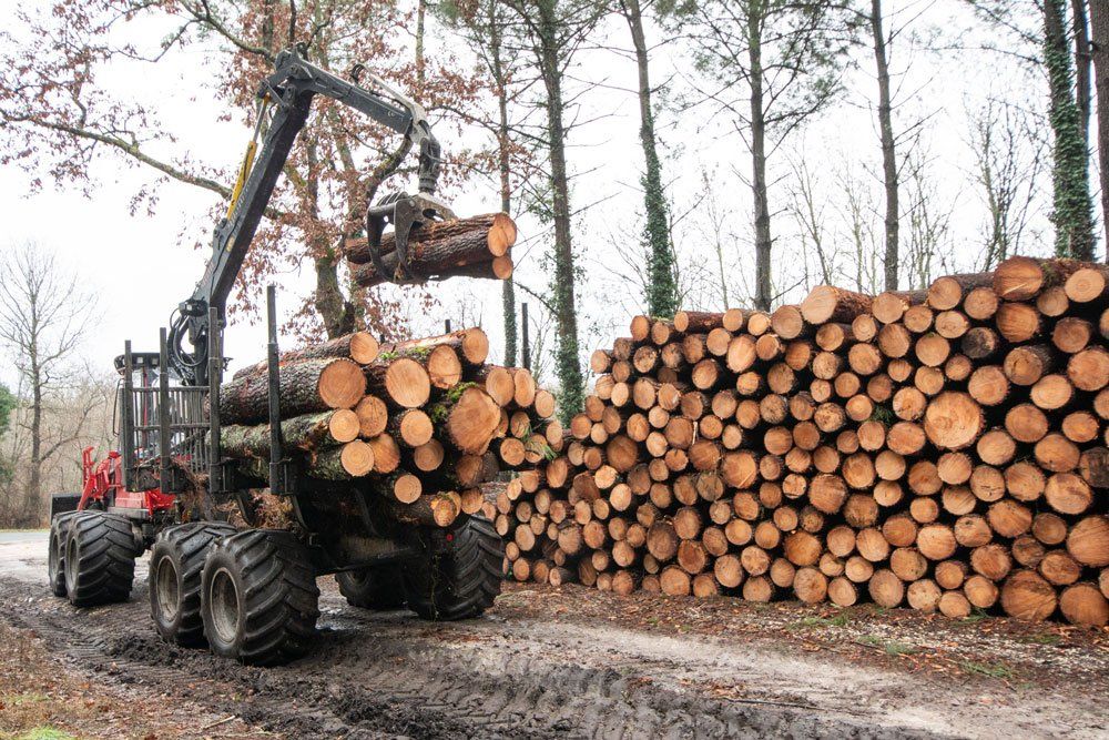 Grand engin de transport en train de charger des troncs d'arbres