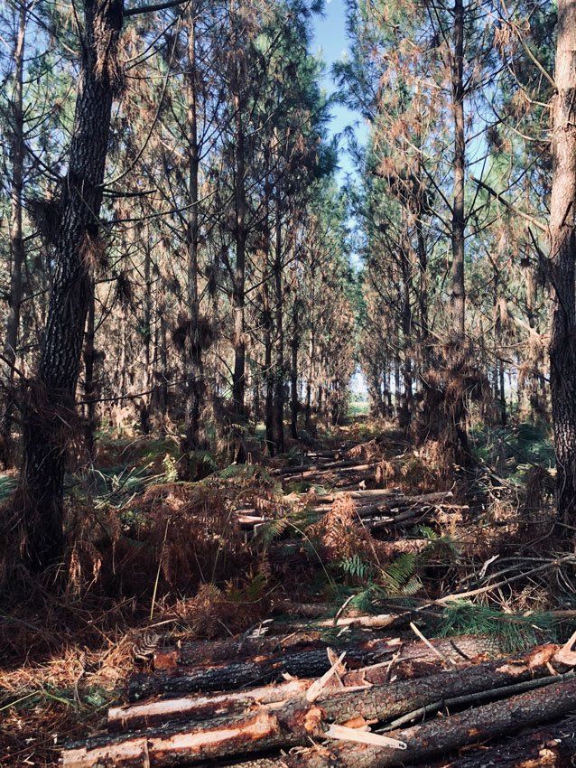 Arbres d'une forêt de résineux dont certains sur le sol