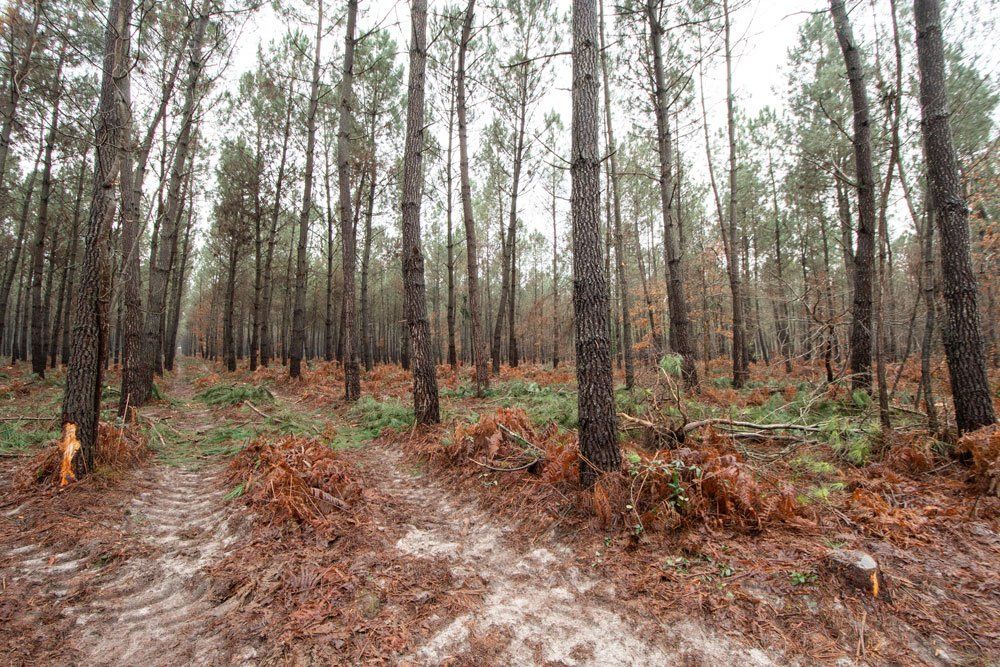 Domaine forestier de Noval Bois