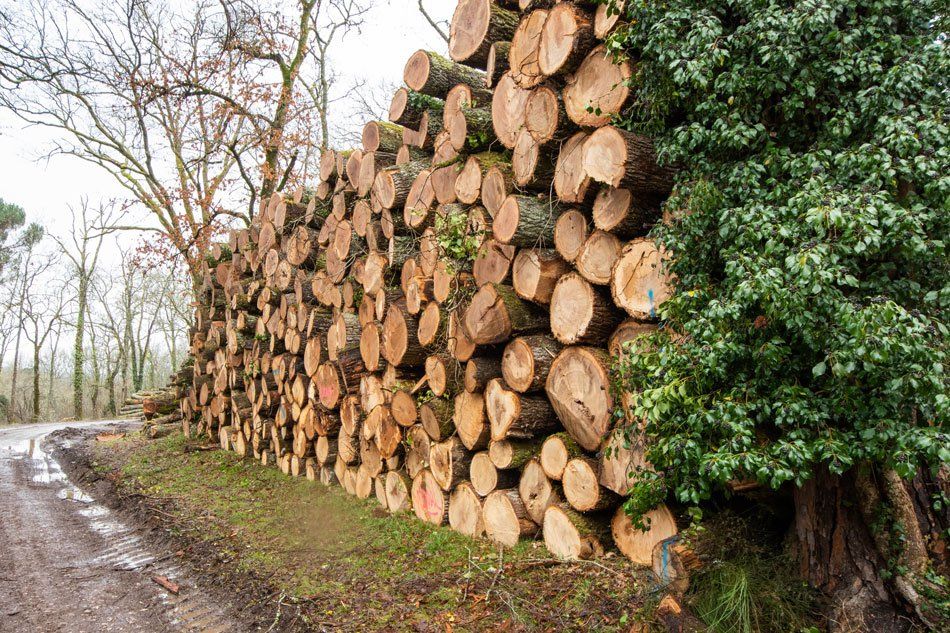 Troncs d'arbres entassés destinés au bois d'œuvre