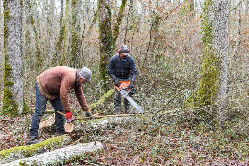 Deux professionnels en train d'effectuer la technique du bucheronnage manuel