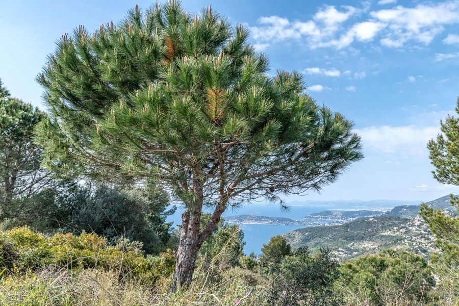 Pin maritime à fleur de montagne qui donne sur la mer