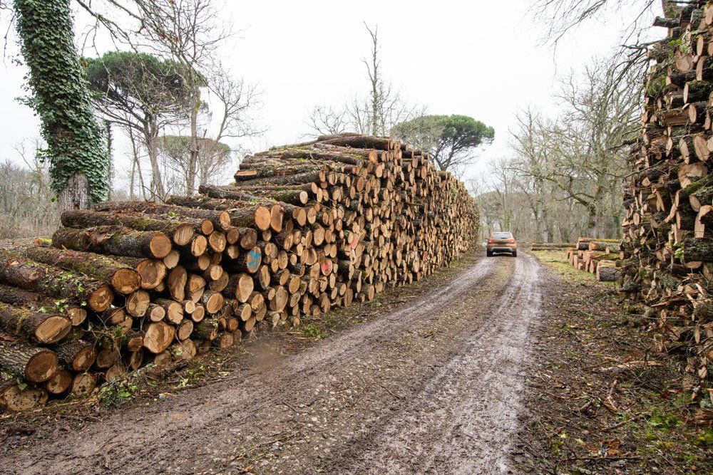 Bois entassés sur le côté d'une route forestière