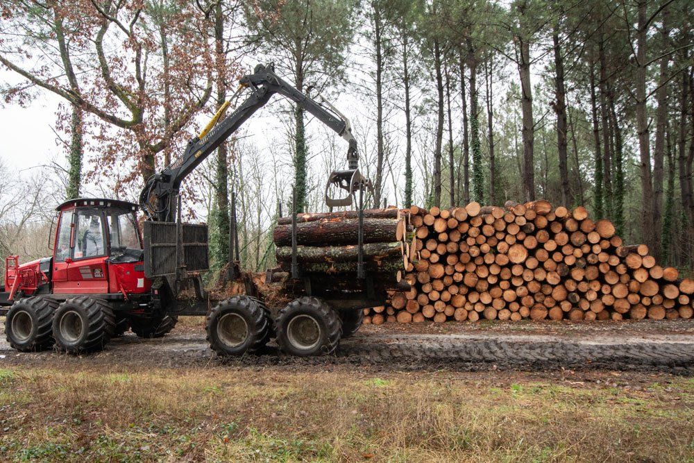 Troncs d'arbres préparés et chargés sur une véhicule