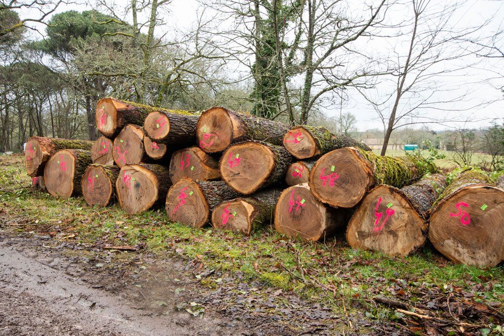 Gros troncs d'arbres destinés au bois d'œuvre