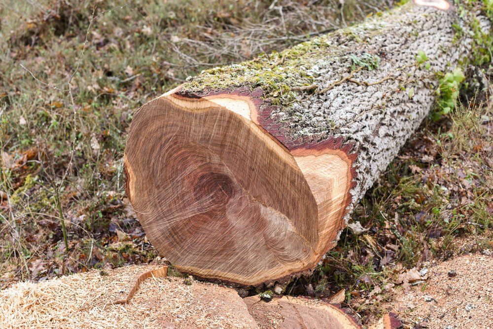 Tronc d'arbre tout juste coupé