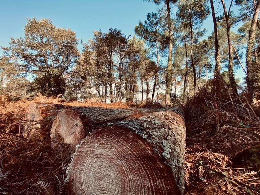 Grands troncs d'arbres coupés