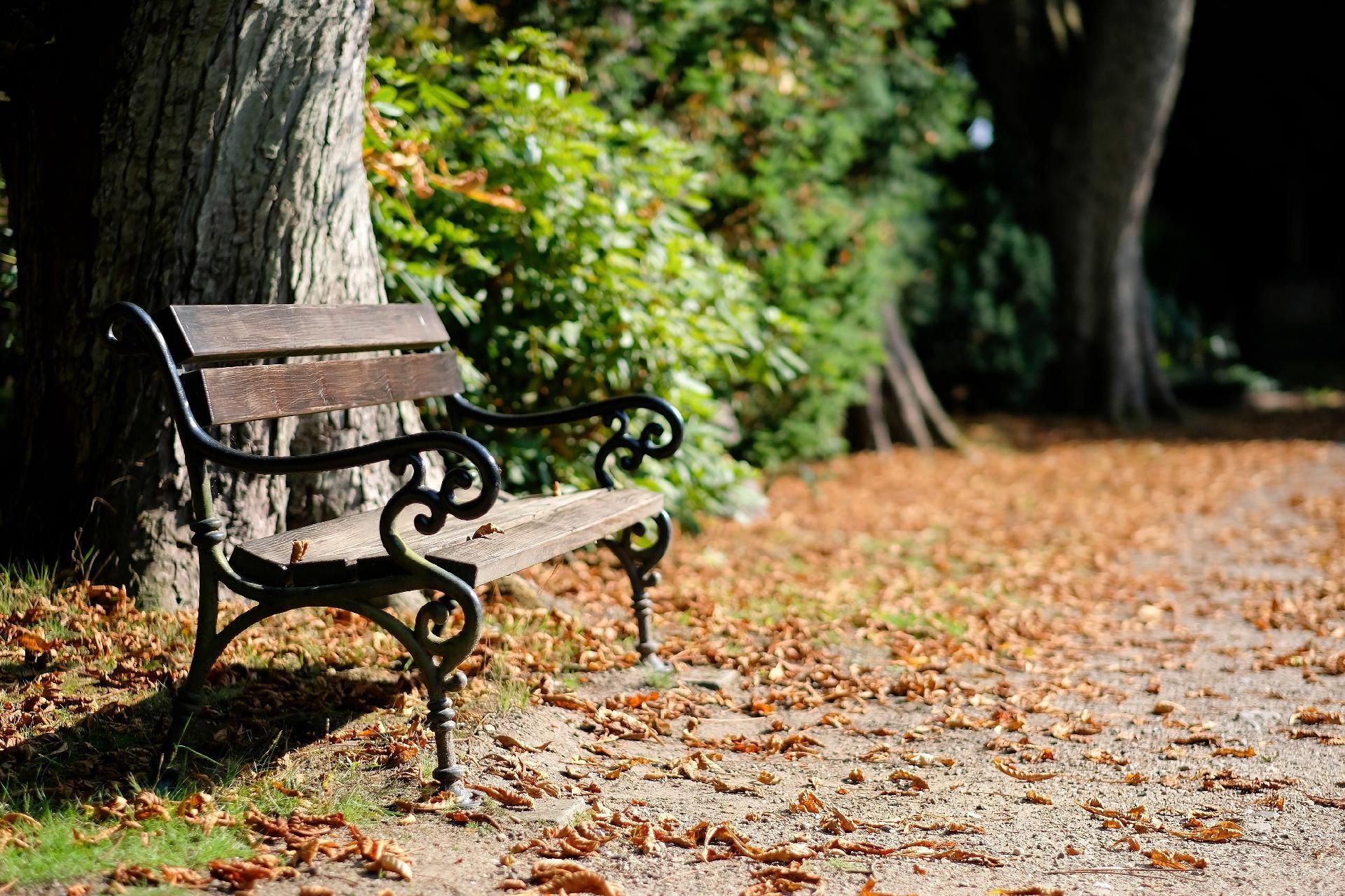 Eine leere Parkbank neben einem Baum auf einem laubbedeckten Weg im Herbst