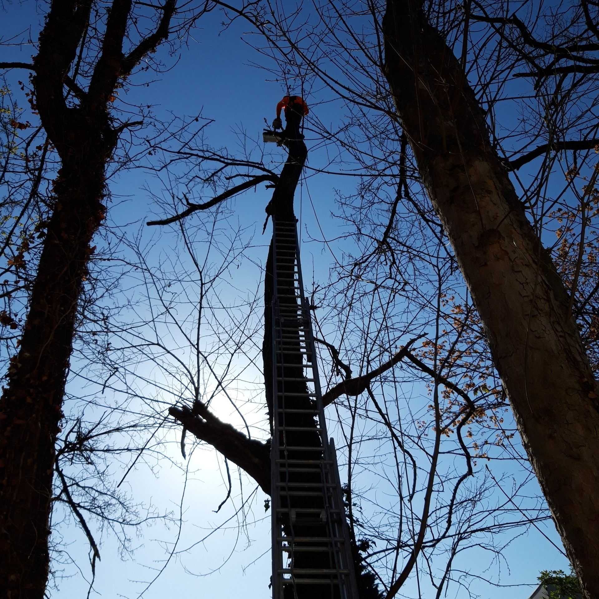 Élagage d'arbre avec escaliers