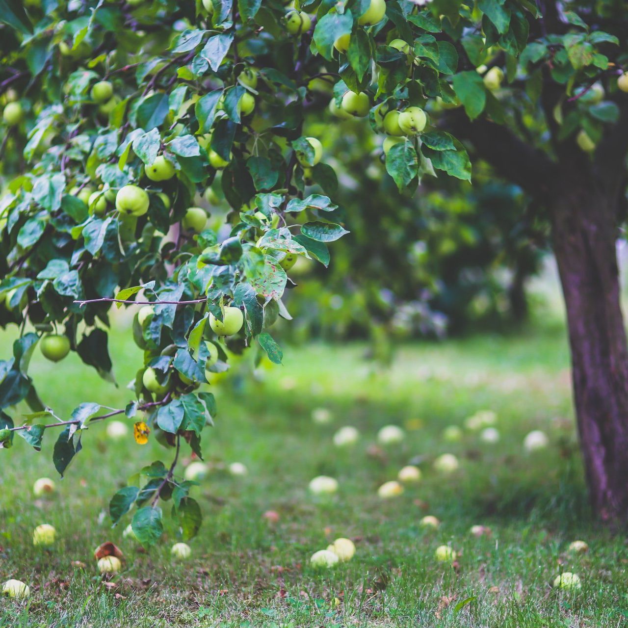 Haubanage arbre fruitier