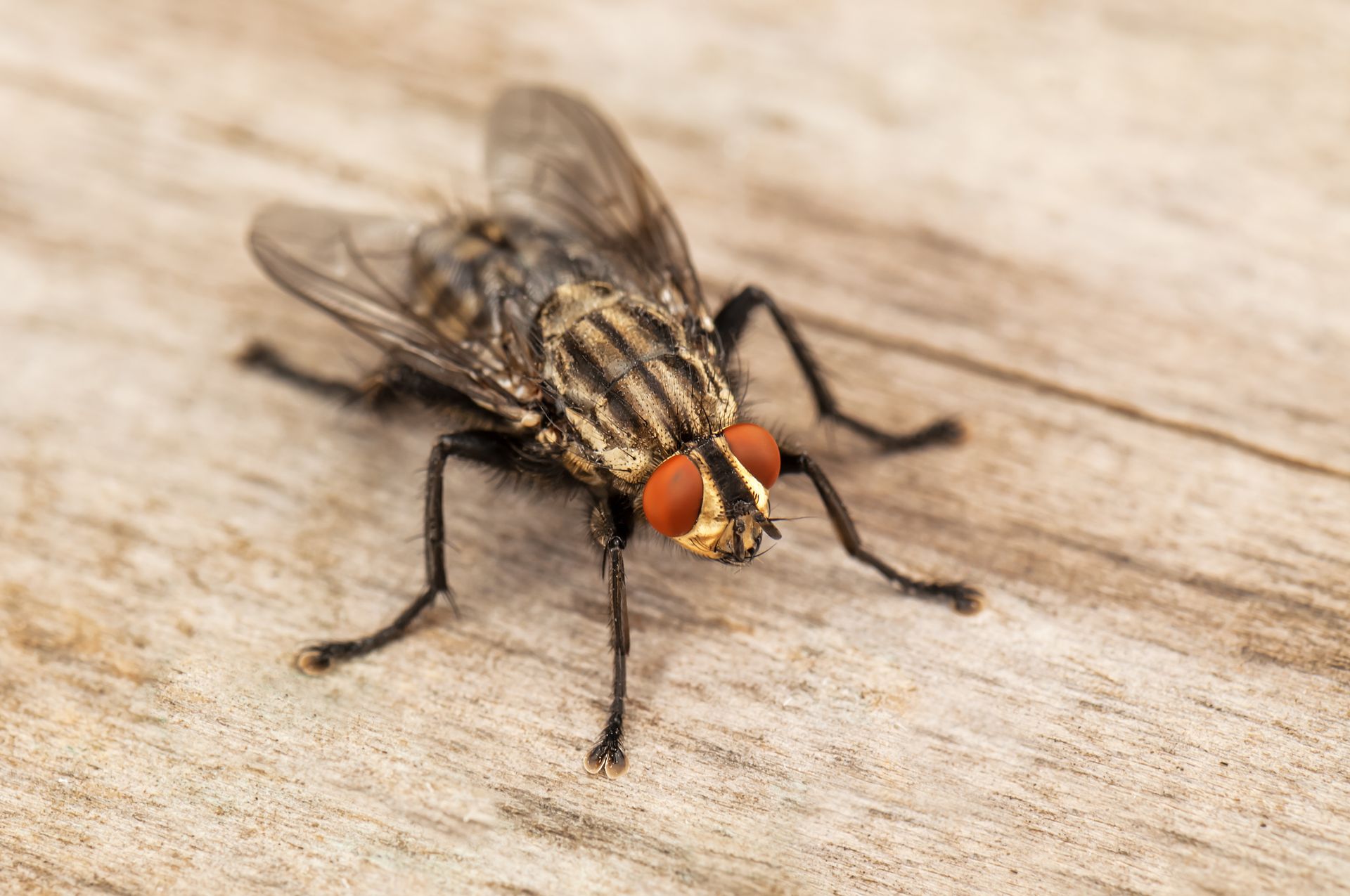 Mouche domestique à l'abdomen rayé et aux yeux rouges sur une surface en bois.
