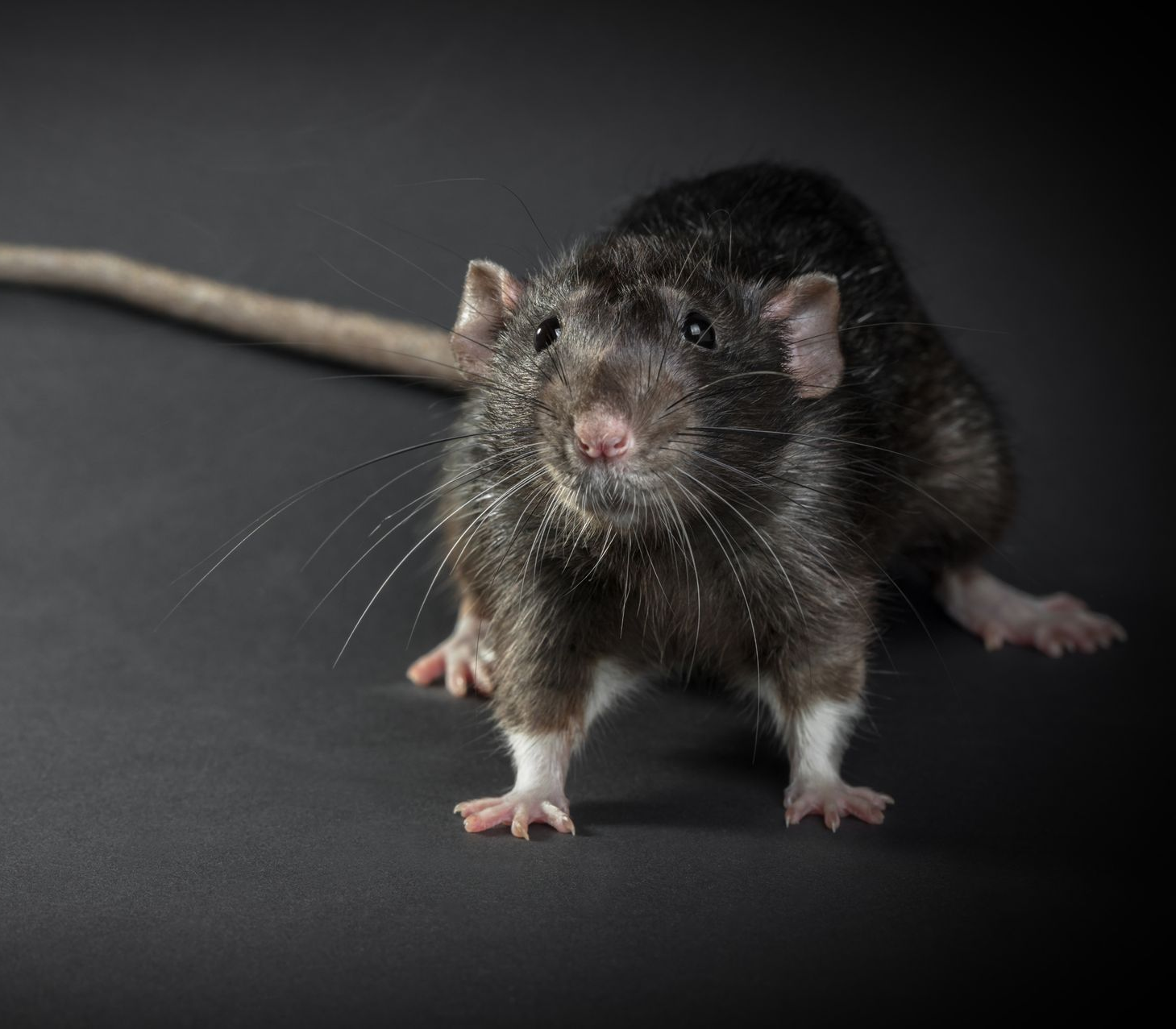 Rat noir aux pattes blanches sur une surface gris foncé, regardant droit devant lui.