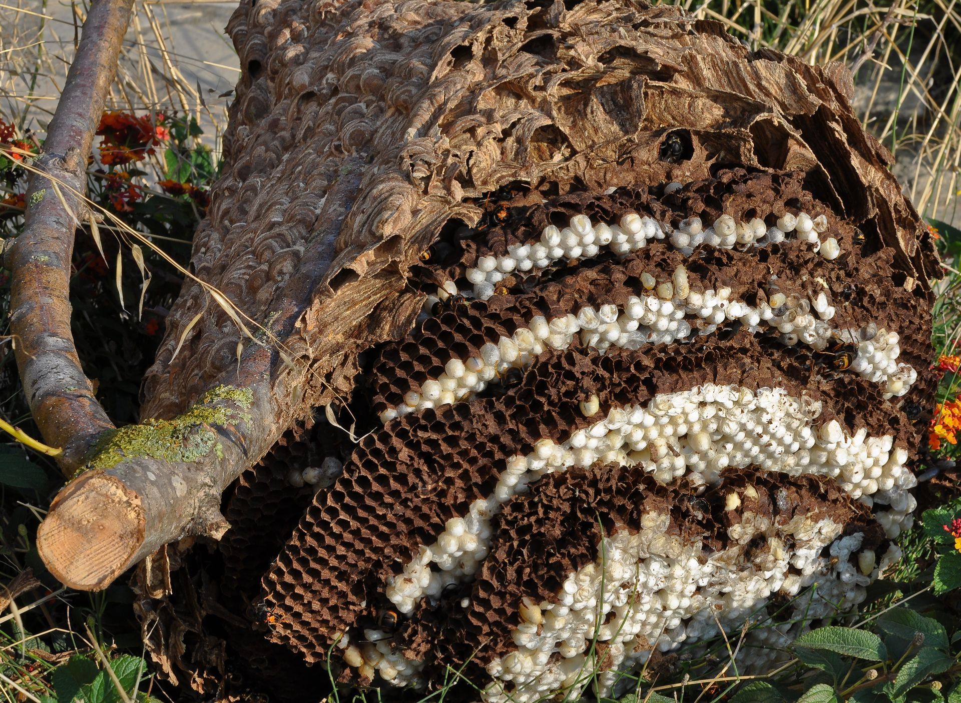 Nid de guêpes partiellement ouvert, fixé à une branche d'arbre, laissant apparaître les alvéoles et les larves en développement.