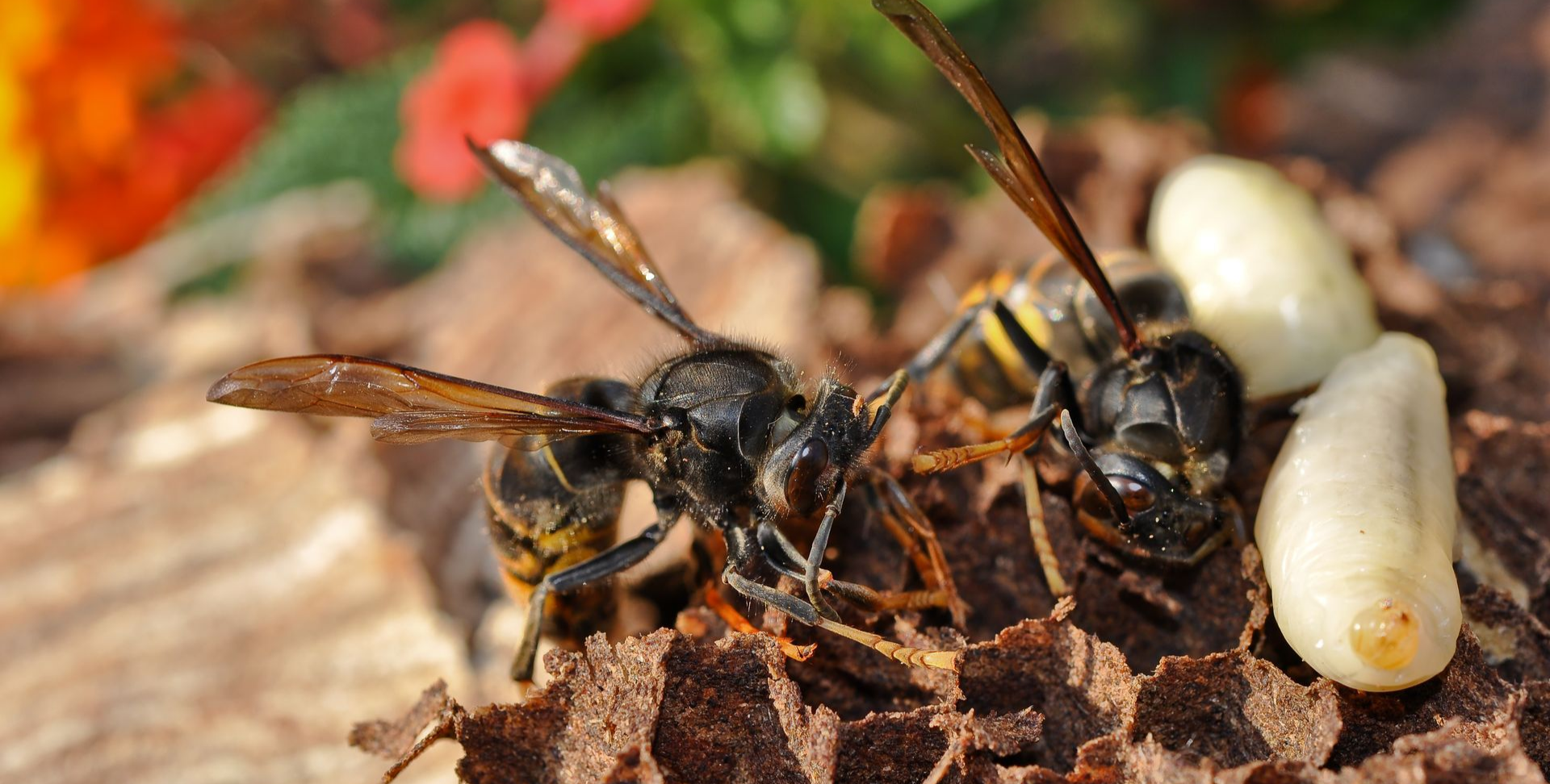 Deux guêpes sur une structure en nid d'abeilles avec deux nymphes blanches, placées à l'extérieur avec des fleurs colorées.