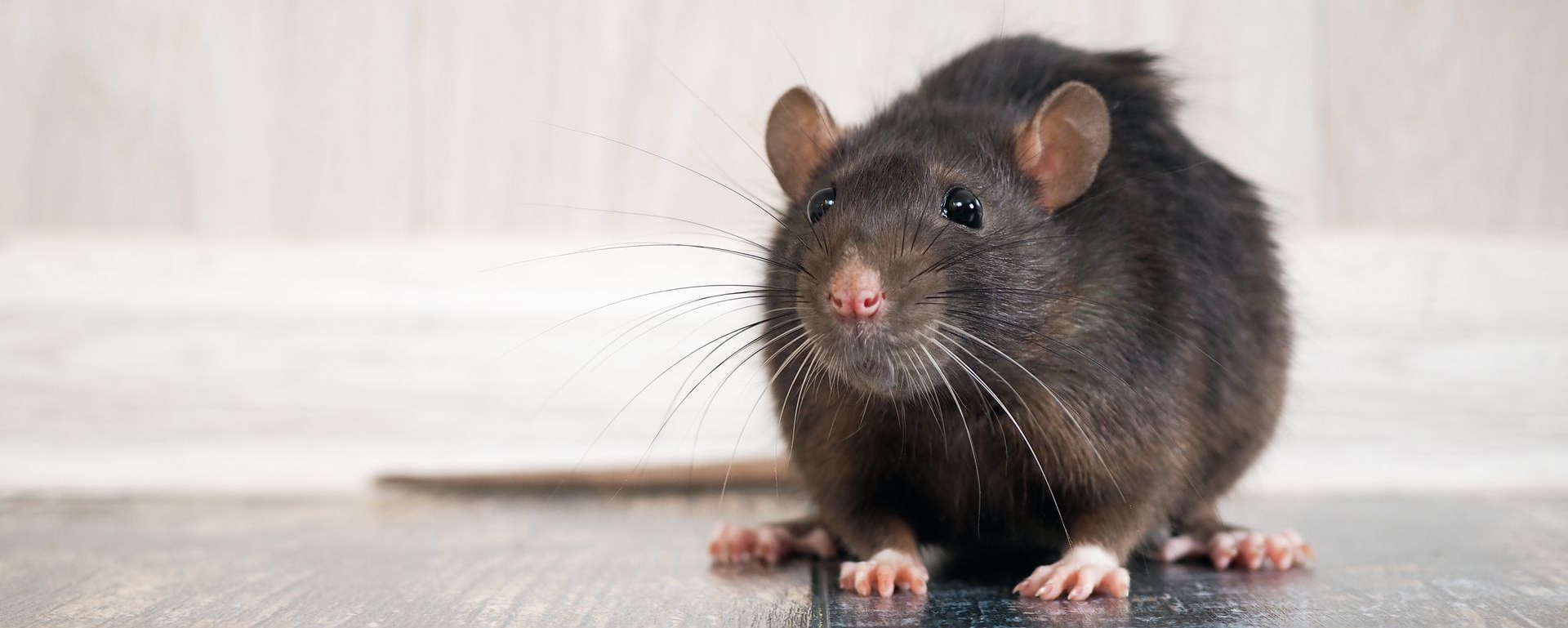 Un rat noir assis sur une surface en bois, regardant le spectateur.