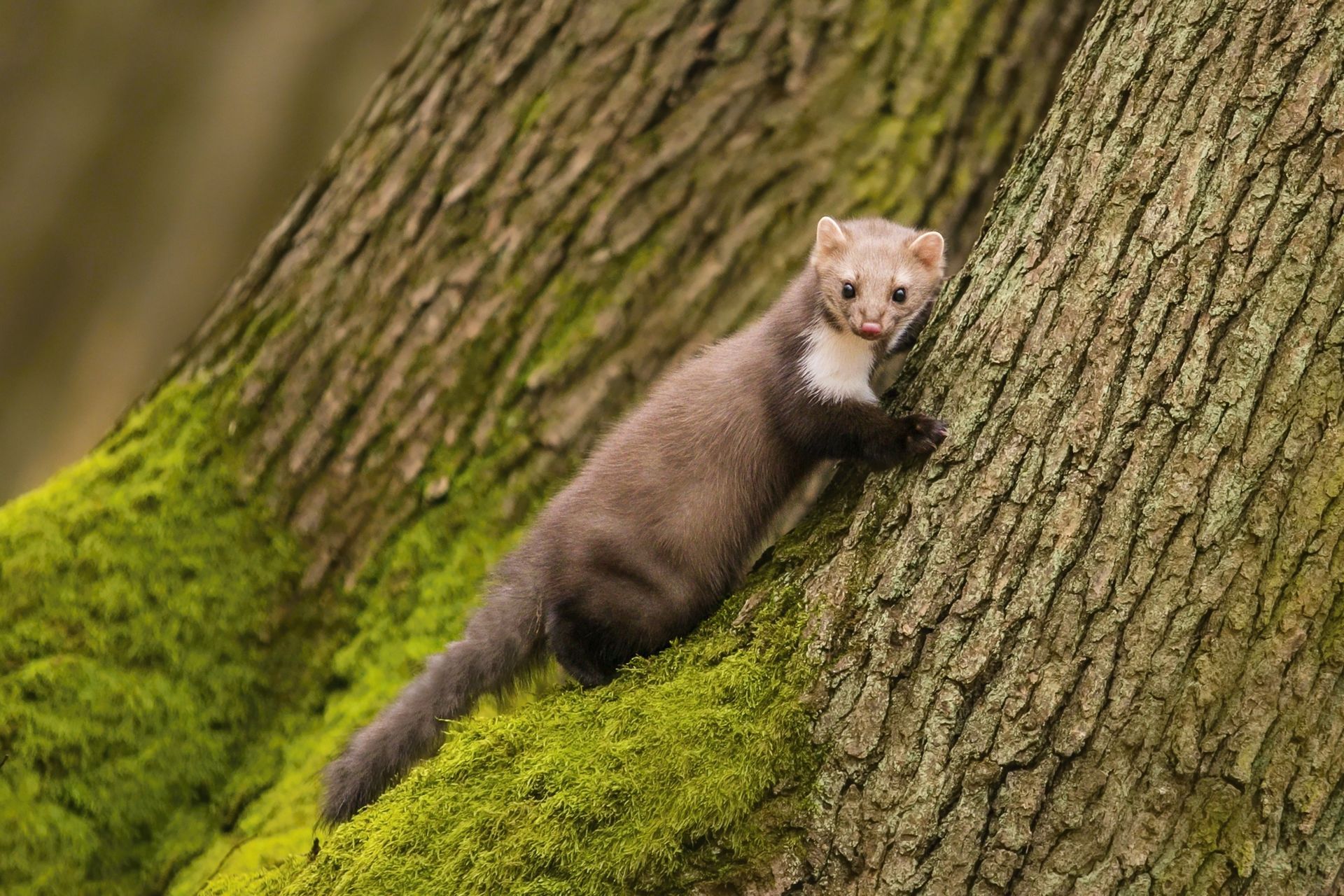 Une martre des pins au pelage brun grimpe à un arbre recouvert de mousse.
