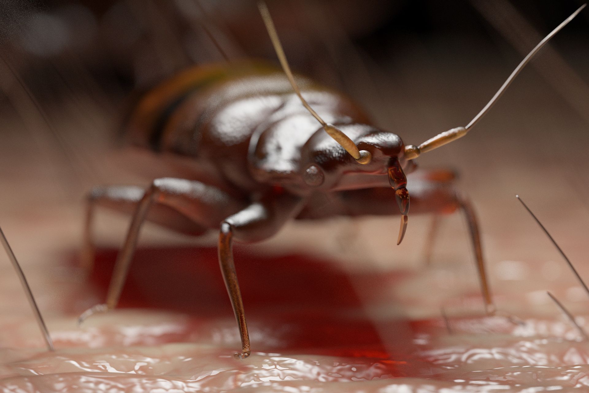 Punaise de lit se nourrissant de peau humaine, sang visible.