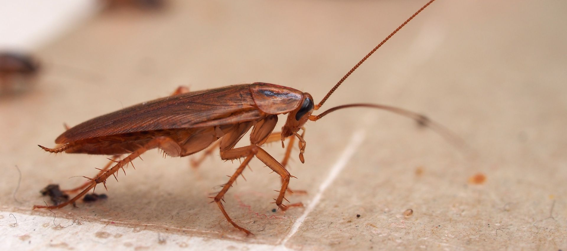 Gros plan d'un cafard brun aux longues antennes sur une surface claire.