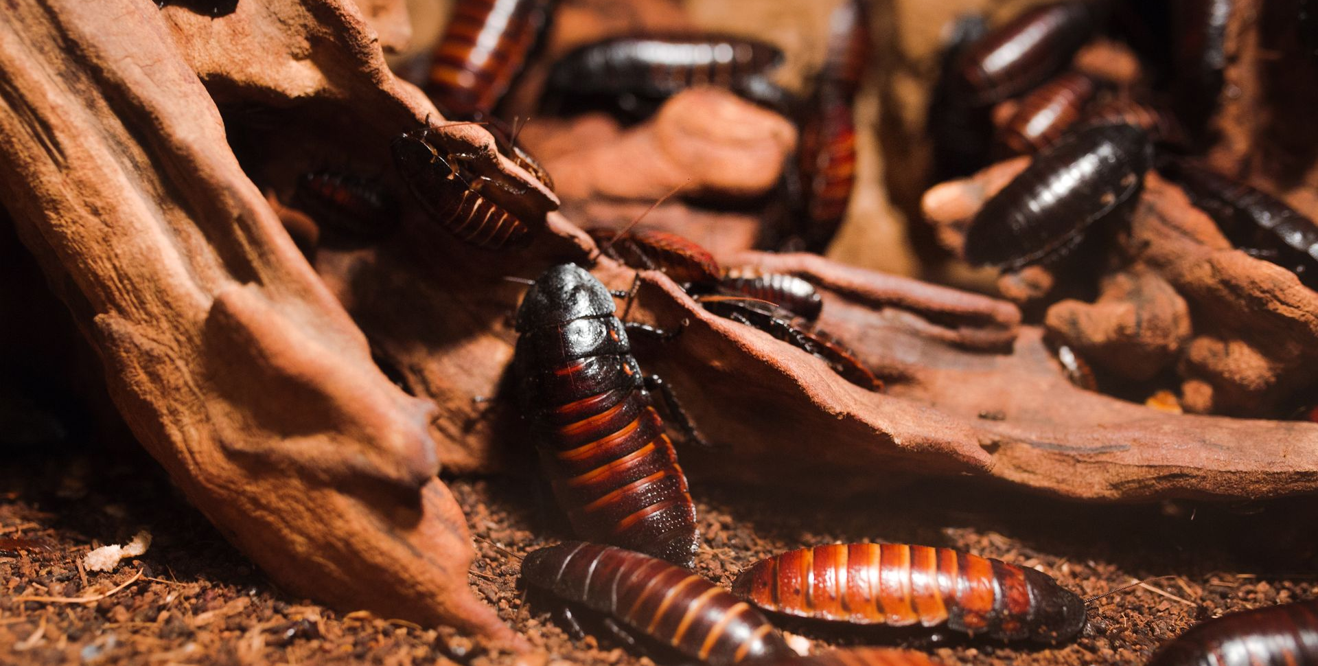 Des cafards regroupés sur du bois brun et des débris, à l'intérieur d'un terrarium.