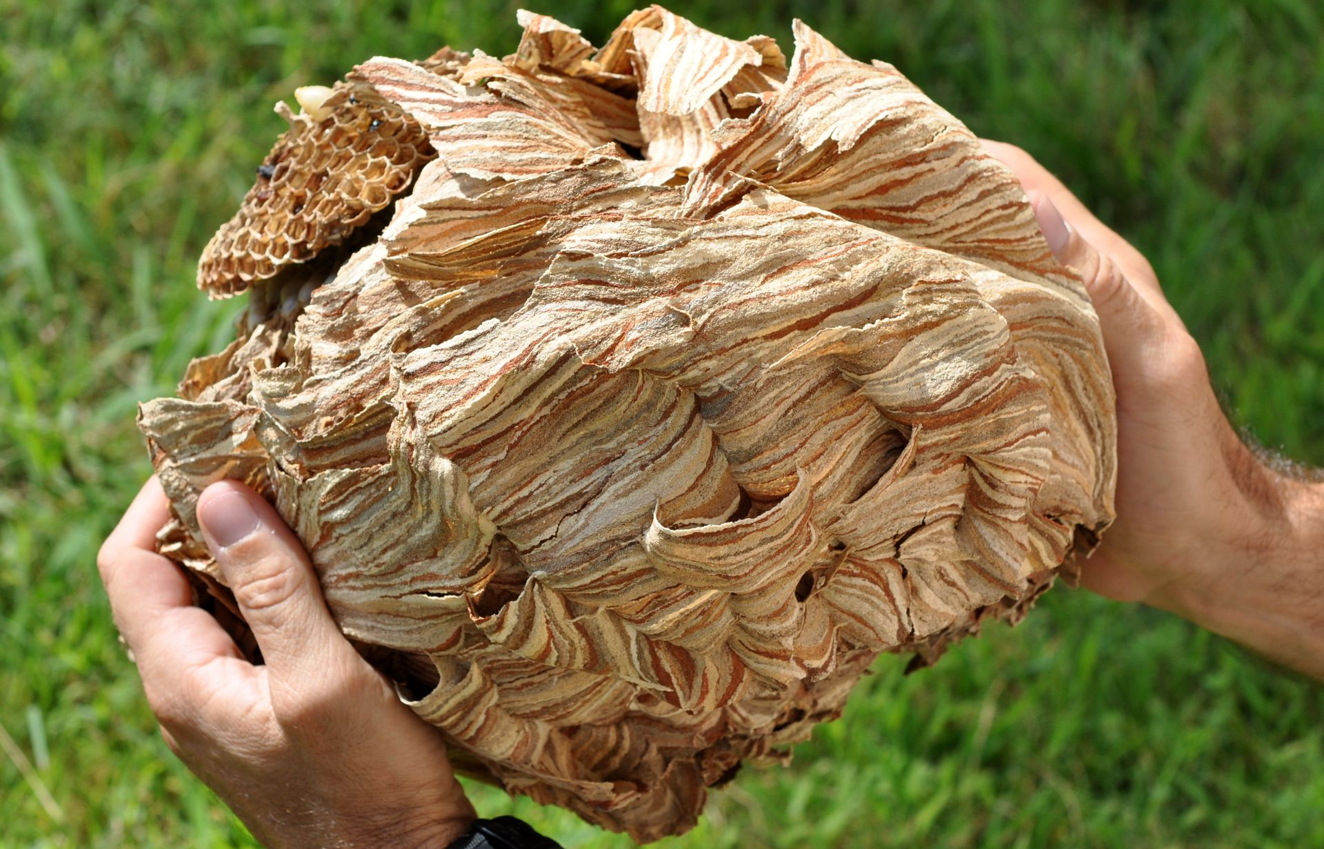 Personne tenant un grand nid de guêpes à plusieurs niveaux ; de couleur beige et brune avec une surface texturée et ondulée.