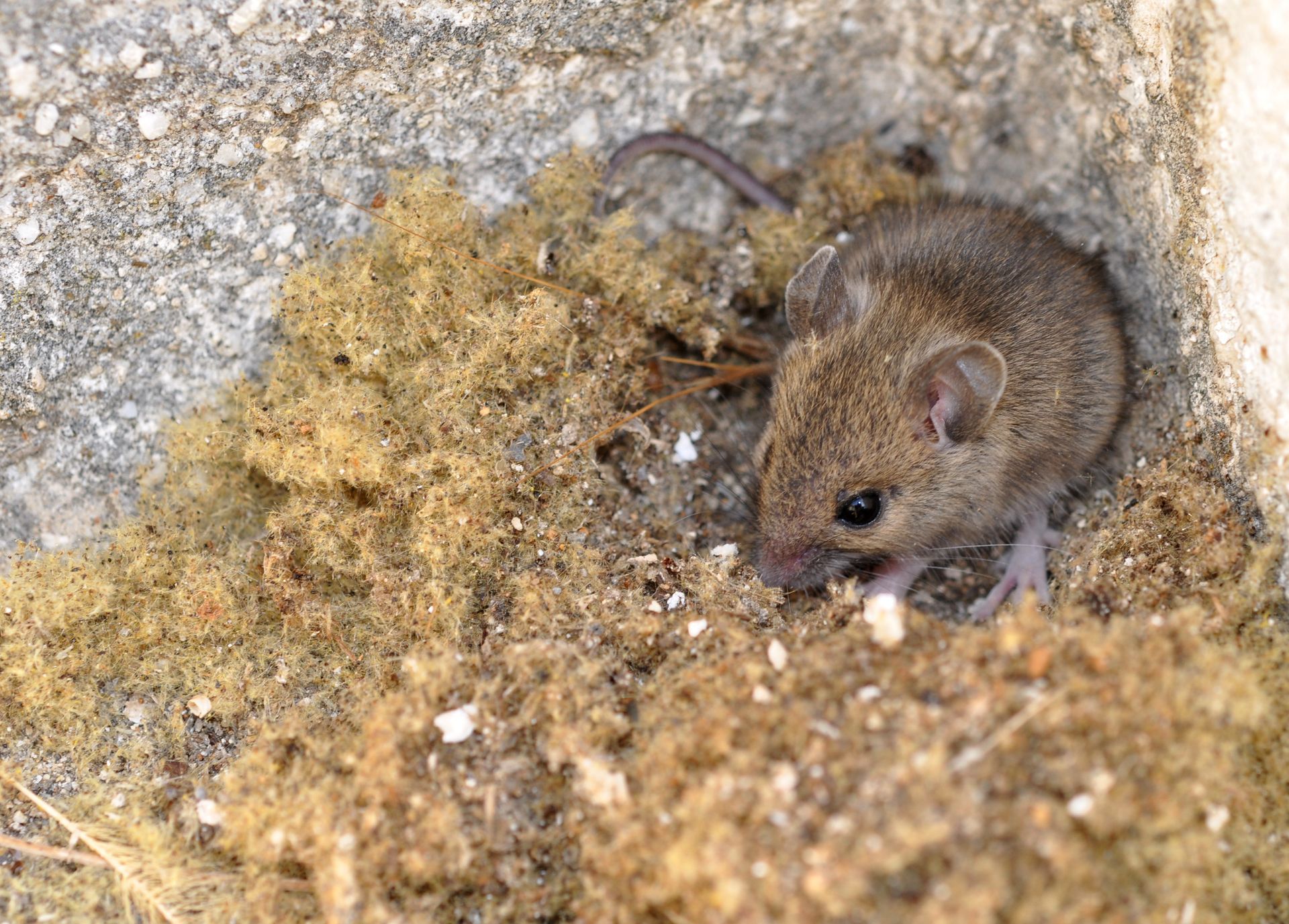 Souris brune assise dans un nid de matière beige et duveteuse près d'une pierre grise.
