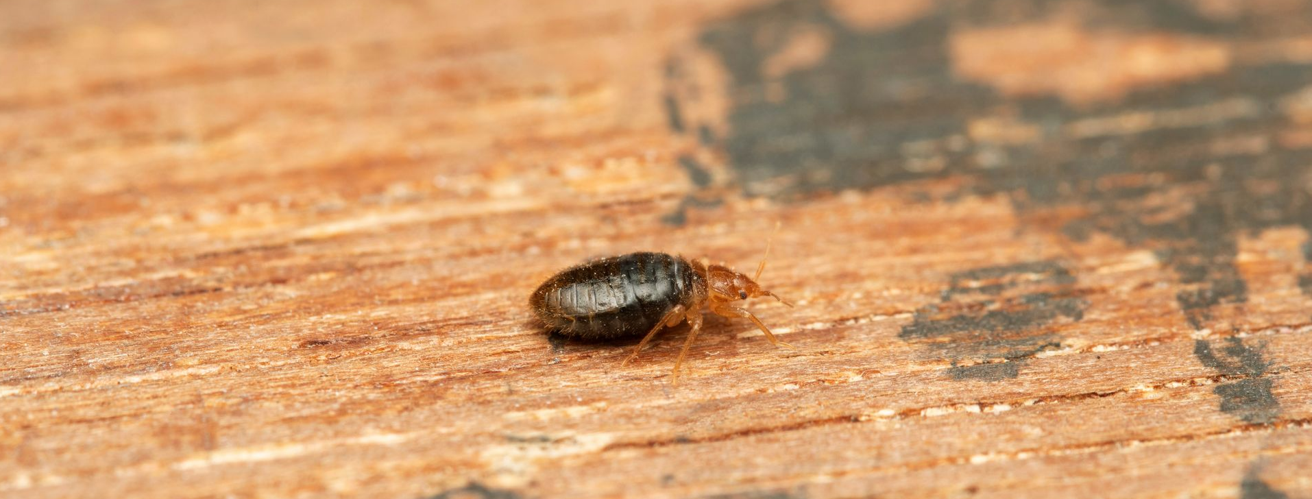 Punaise de lit sur une surface en bois, montrant son corps sombre et sa petite taille.