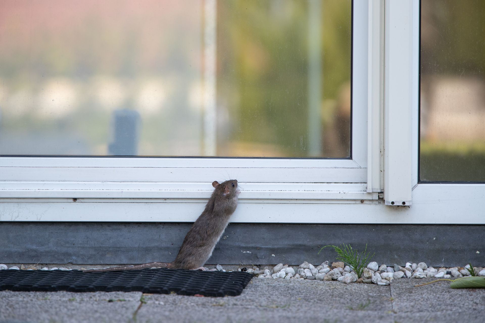 Souris debout près d'une porte-fenêtre coulissante fermée, à l'extérieur sur une terrasse.