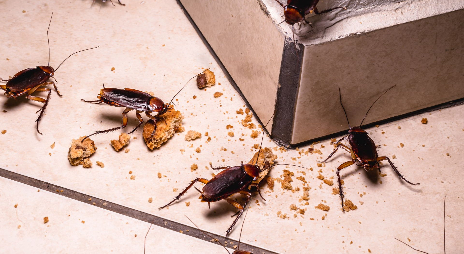 Des cafards se nourrissent de miettes sur un sol carrelé près d'un mur.
