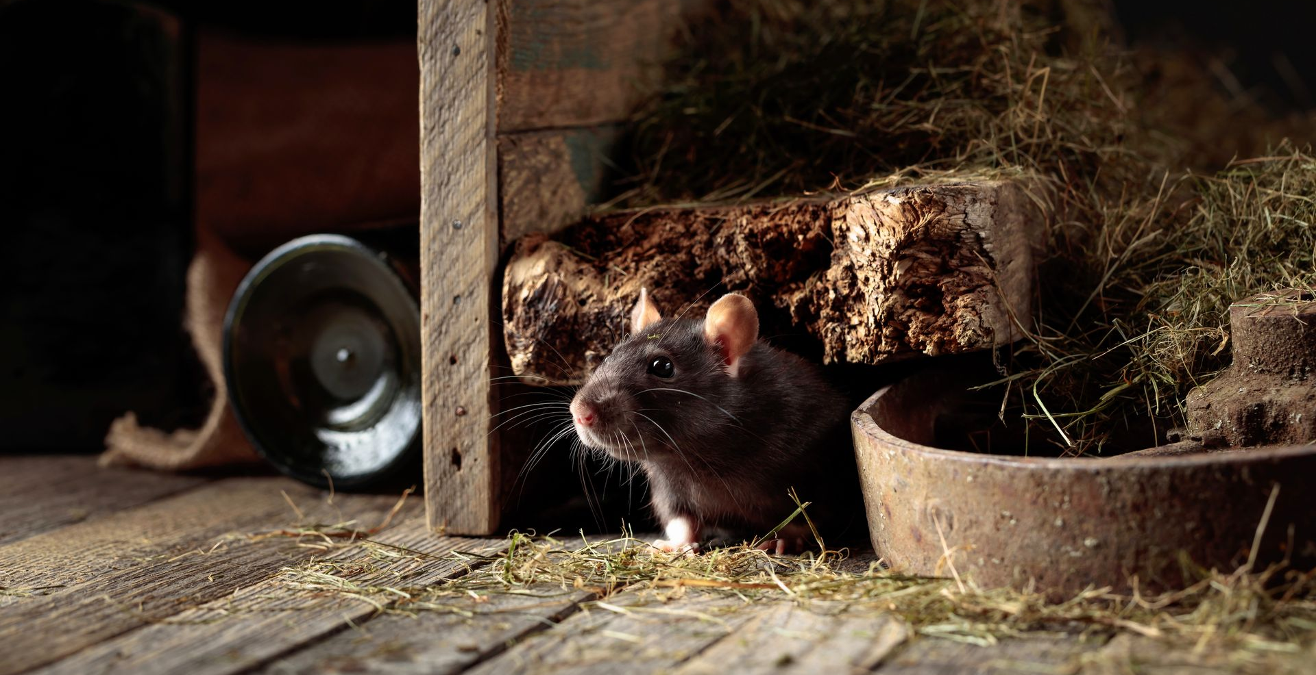 Un rat brun jette un coup d'œil hors d'une structure en bois, entouré de foin et d'un bol, à l'intérieur d'une grange.