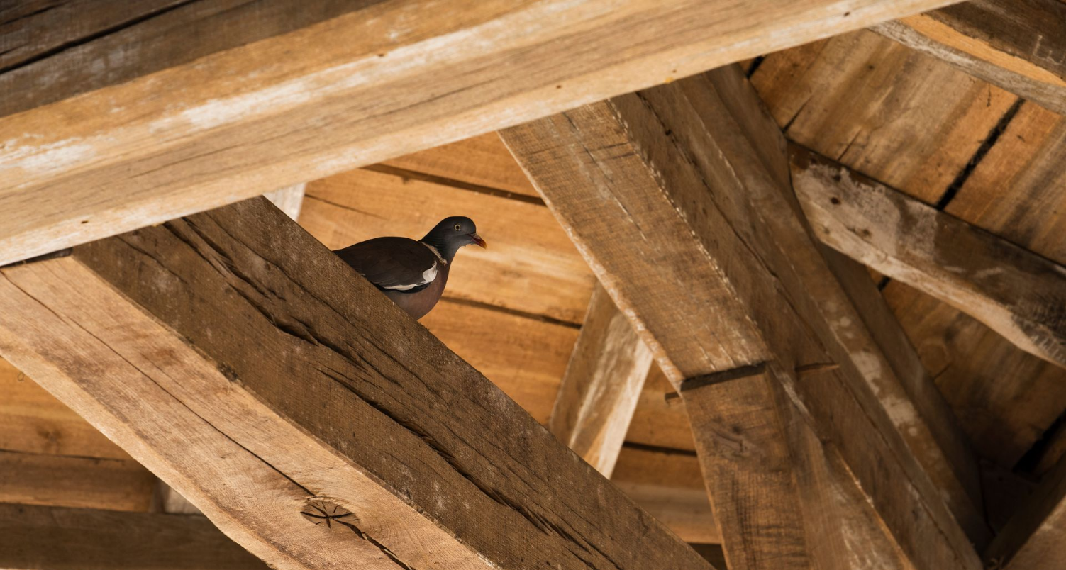 Oiseau perché sur des poutres en bois à l'intérieur d'un bâtiment rustique.