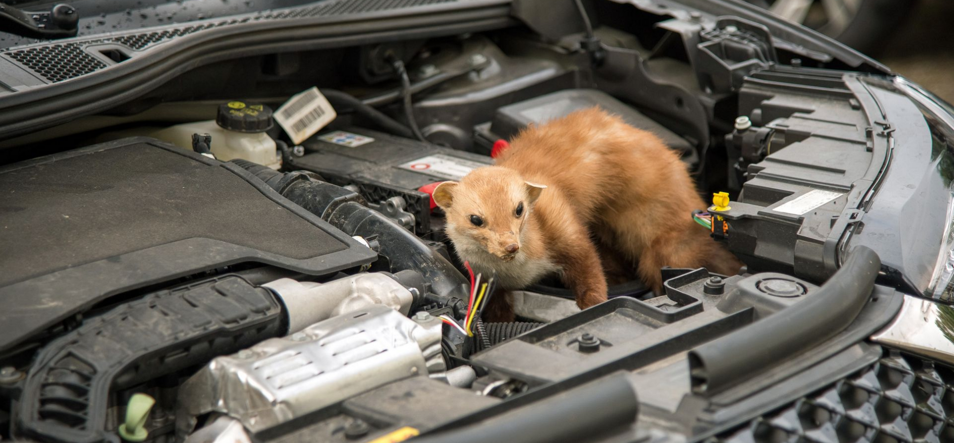 Une belette brune dans le compartiment moteur d'une voiture, regardant l'objectif.