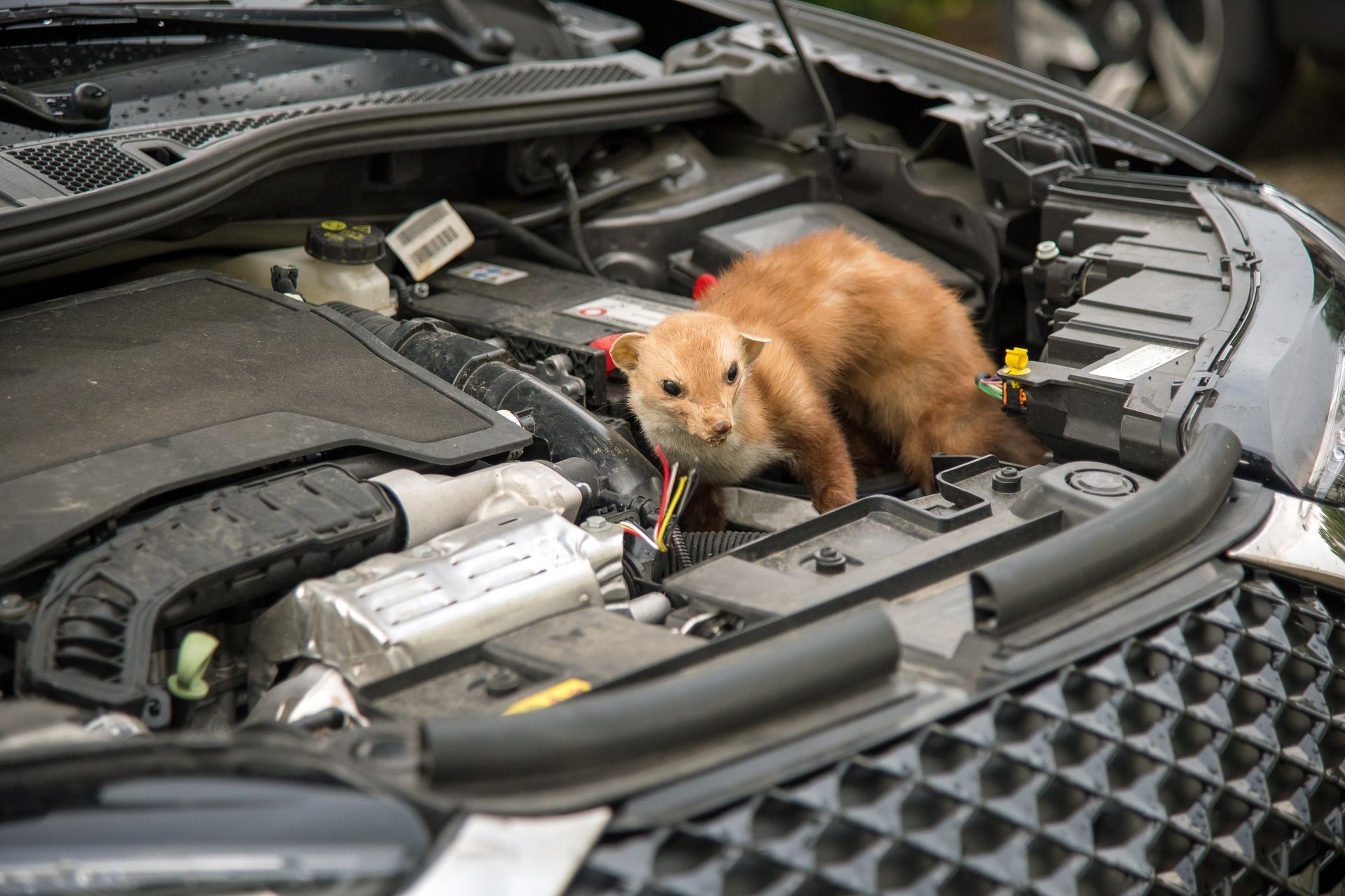 Un petit animal brun clair, probablement une belette, se trouve à l'intérieur du compartiment moteur ouvert d'une voiture et regarde le spectateur.