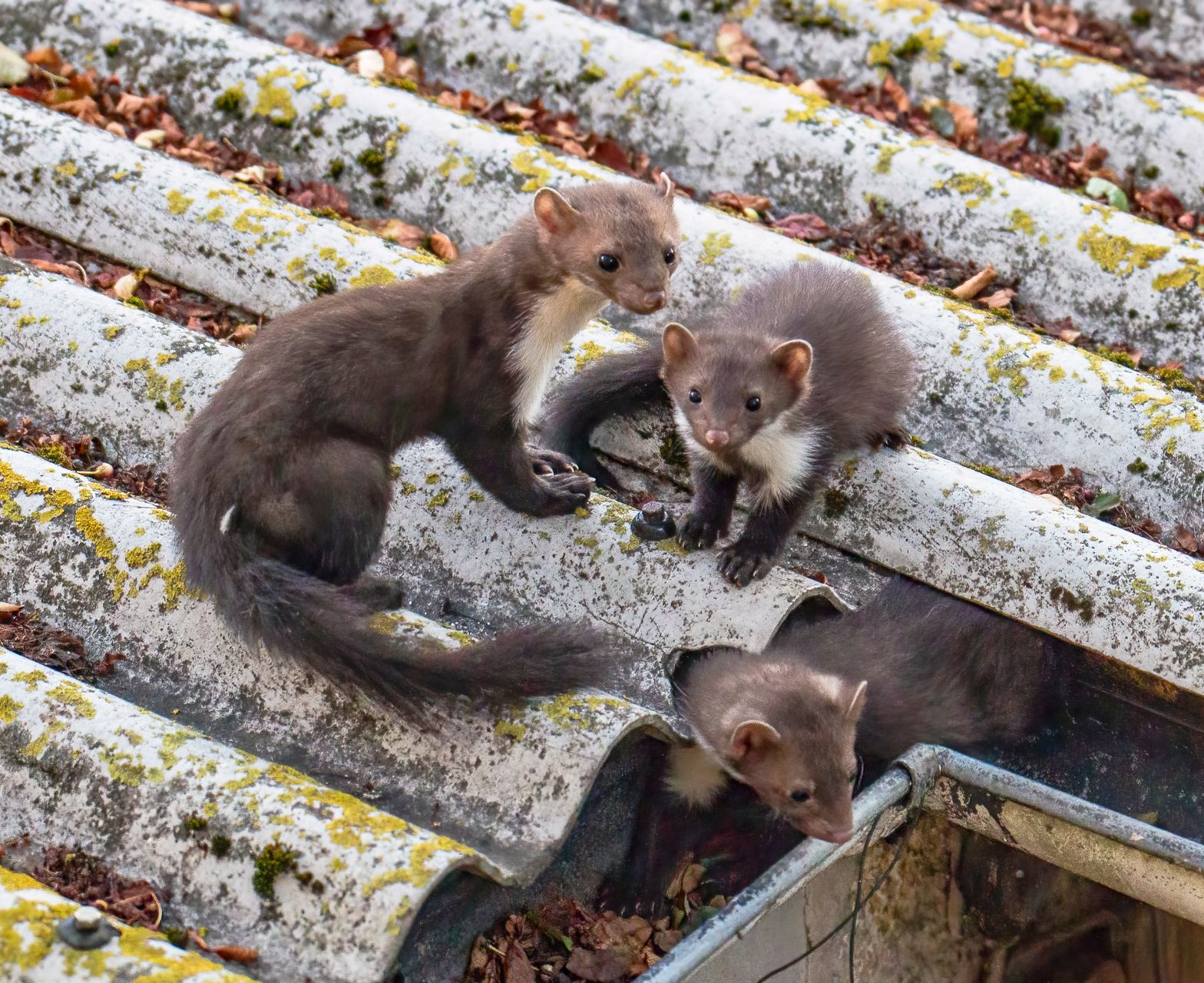 Trois martres brunes se tiennent sur un toit délabré. L'une d'elles regarde le spectateur, les deux autres sont près de la gouttière.
