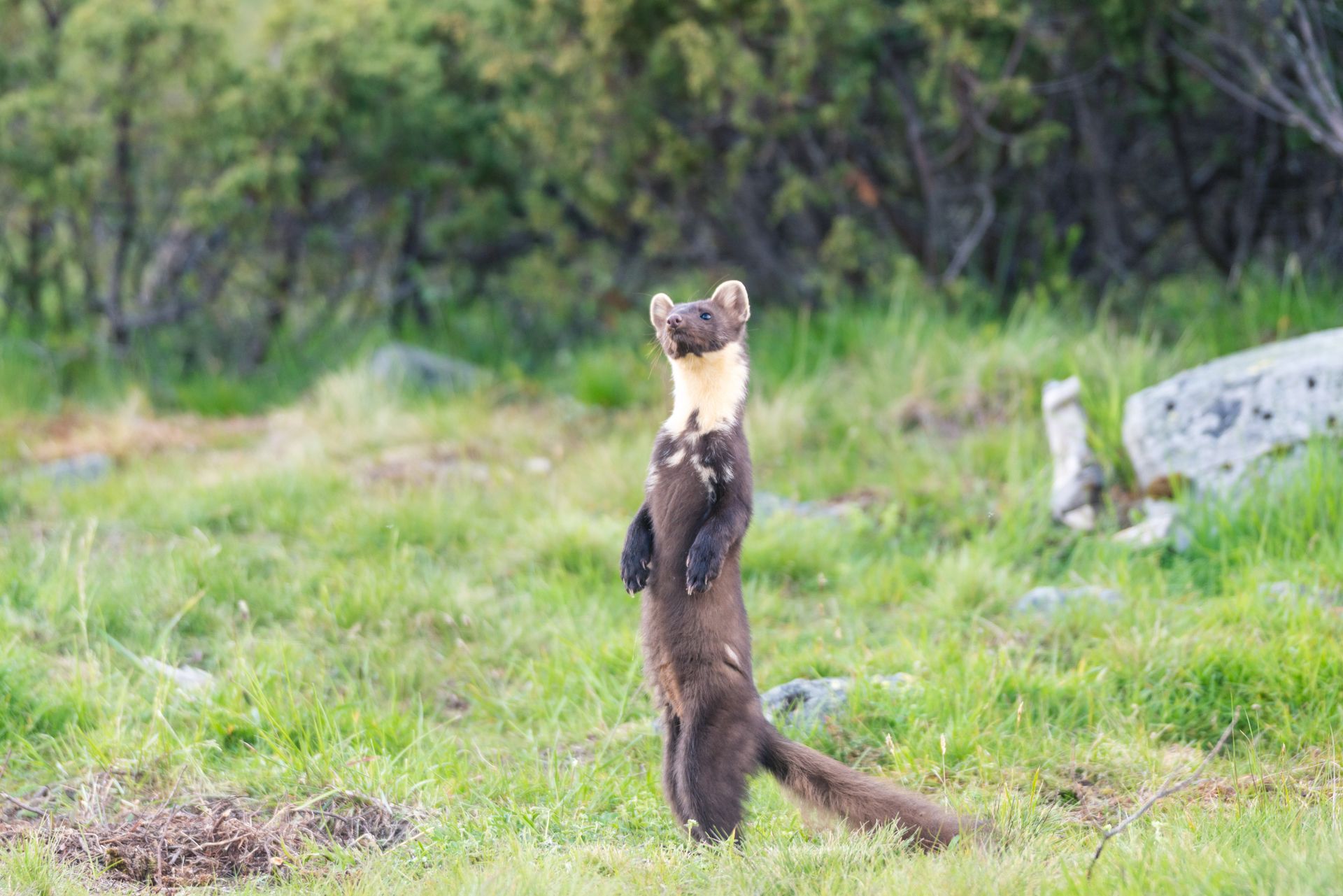 Une martre des pins se dresse sur ses pattes arrière dans un champ herbeux, la tête inclinée et le regard levé.
