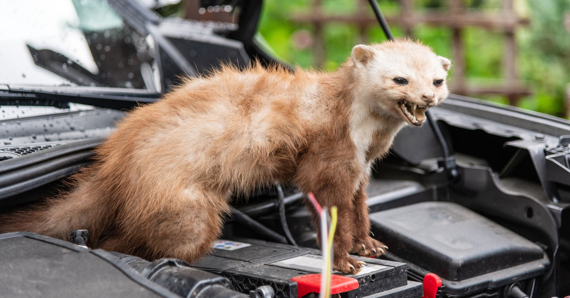 Une martre brune se tient sur le capot ouvert d'une voiture et grogne face à l'objectif.